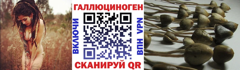 Купить  Чернушка  Галлюциногенные грибы прущие грибы 